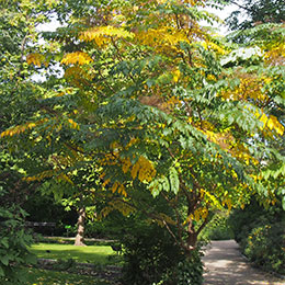 Aralia elata